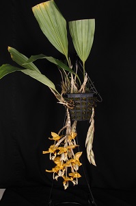 Stan. ospinae 'Huntington Spotted Gold' AM 82 pts. Plant